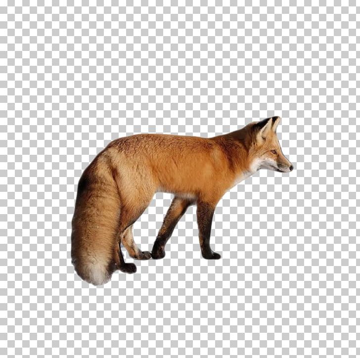 Red Fox PNG, Clipart, Animal, Animals, Biological, Carnivoran, Cartoon Fox Free PNG Download