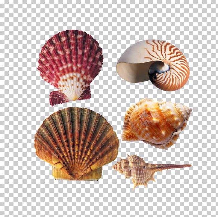 Seafood Cockle Marine Biology PNG, Clipart, Animal, Aquaculture, Beach, Biological, Cartoon Conch Free PNG Download