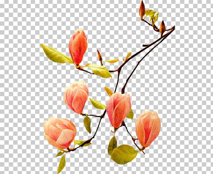 Bud Flower Poetry Plant Stem PNG, Clipart, Angle, Blossom, Branch, Bud, Cut Flowers Free PNG Download
