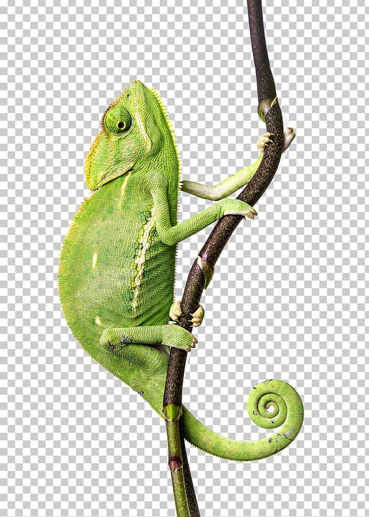 Chameleons African Chameleon Empresa Textile Printing Moral Character PNG, Clipart, African Chameleon, Chameleon, Chameleons, Empresa, Iguania Free PNG Download