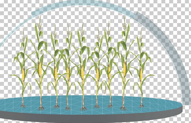 Grasses Maize Plants Science Corn Earworm PNG, Clipart, Family, Genuity Corn, Grass, Grasses, Grass Family Free PNG Download