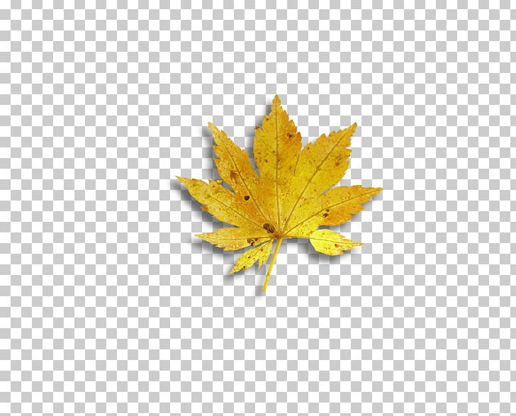 Maple Leaf Yellow PNG, Clipart, Autumn Leaf, Chart, Data Compression, Download, Encapsulated Postscript Free PNG Download