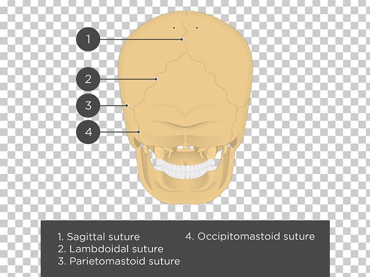 Parietal Bone Skull Anatomy Lebeční šev PNG, Clipart, Anatomy, Angle, Atlas, Bone, Chin Free PNG Download