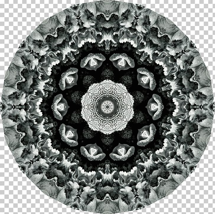 Art Forms In Nature Symmetry Hexacorallia Printmaking PNG, Clipart, Art, Art Forms In Nature, Black And White, Chromatic, Circle Free PNG Download