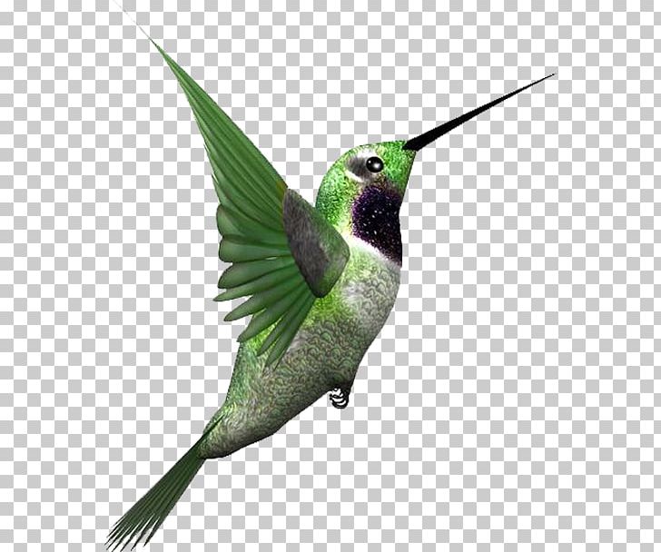 Bird PNG, Clipart, Adobe Illustrator, Animals, Beak, Bird, Bird Cage Free PNG Download