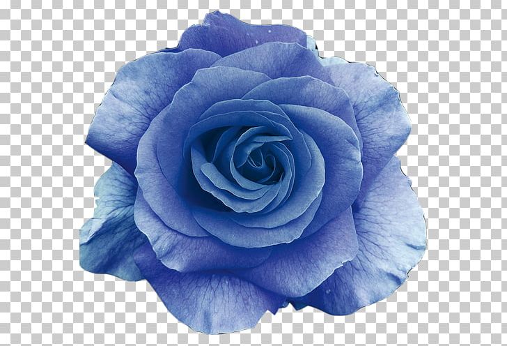 Flower Bouquet Blue Rose PNG, Clipart, Background, Black Rose, Blue, Blue Flower, Blue Rose Free PNG Download