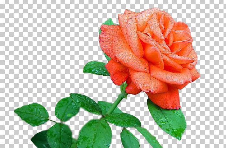 Garden Roses Flower Drawing Floral Design PNG, Clipart, Animated Film, Art, Cartoon, Cartoon Flower, Cut Flowers Free PNG Download