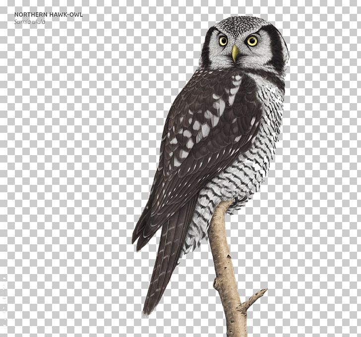 Great Grey Owl Bald Eagle Bird PNG, Clipart, Animals, Bald Eagle, Beak, Bird, Bird Of Prey Free PNG Download