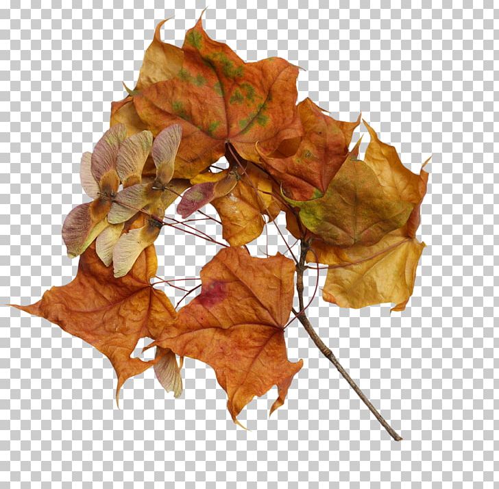 Maple Leaf PNG, Clipart, 1 C, Autumn, C 3, Card, Invitation Free PNG Download