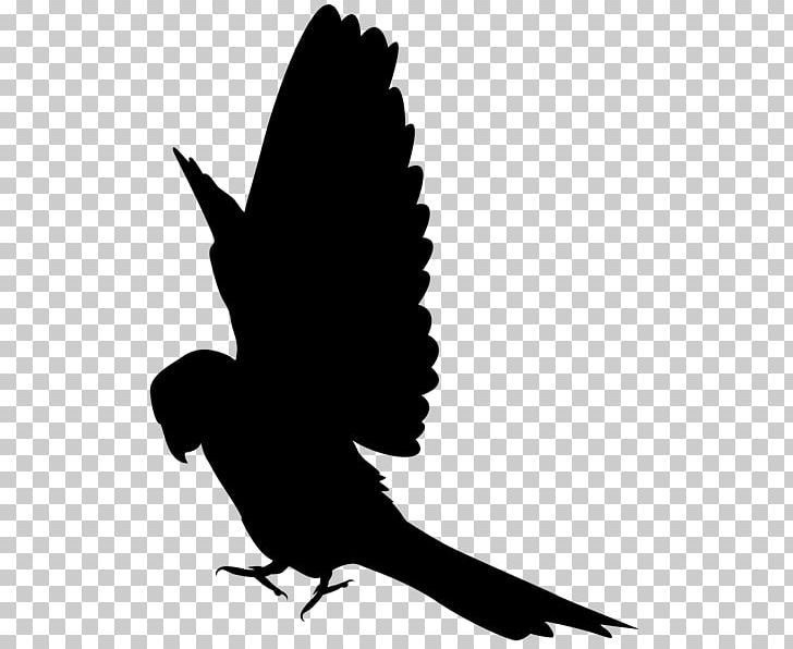 Parrot Silhouette Bird Beak PNG, Clipart, Animals, Art, Beak, Bird, Black And White Free PNG Download