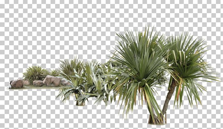 Tree Euclidean Coconut Tropics PNG, Clipart, Christmas Tree, Coconut, Coconut Tree, Encapsulated Postscript, Family Tree Free PNG Download