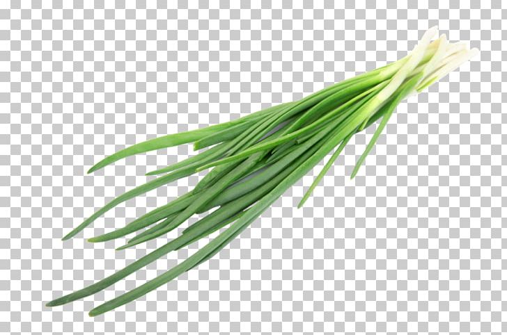 Allium Fistulosum Chives Herb Onion Ingredient PNG, Clipart, Allicin, Allium Fistulosum, Asian Cuisine, Bulb, Chives Free PNG Download