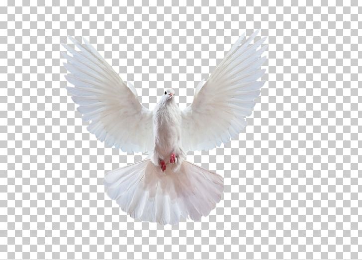 Columbidae Ariel Rapunzel PNG, Clipart, Animals, Ariel, Beak, Bird, Columba Free PNG Download