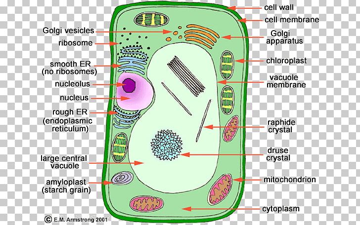 Plant Cell Organelle Cell Nucleus PNG, Clipart, Animal, Area, Biology, Cell, Cell Membrane Free PNG Download