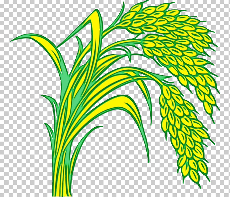 Plant Stem Grasses Leaf Flower Flora PNG, Clipart, Commodity, Flora, Flower, Grasses, Leaf Free PNG Download