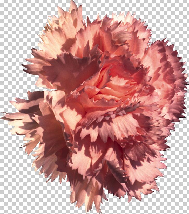 Carnation Flower Dianthus Chinensis Pink Nature PNG, Clipart, Carnation, Color, Dianthus Chinensis, Flower, Flowering Plant Free PNG Download