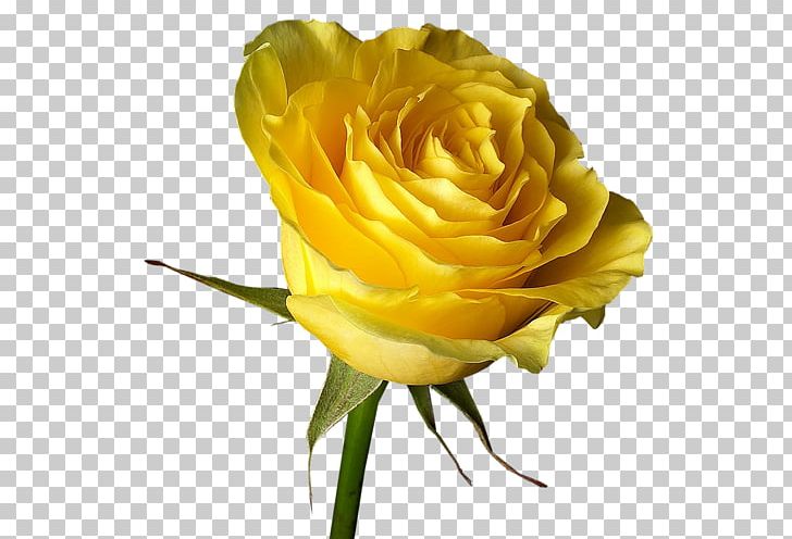 Flower Bouquet Rose Floral Design PNG, Clipart, Cut Flowers, Desktop Wallpaper, Drawing, Floral Design, Floribunda Free PNG Download