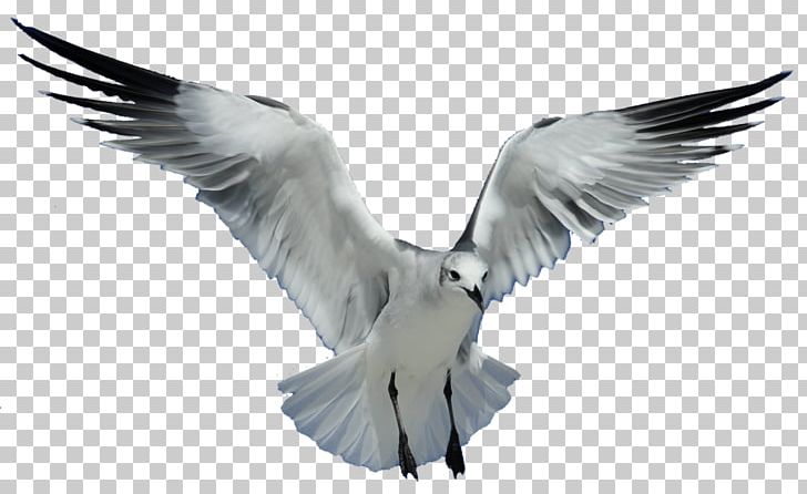 Gulls Bird PNG, Clipart, Animals, Beak, Bird, Black And White, Charadriiformes Free PNG Download