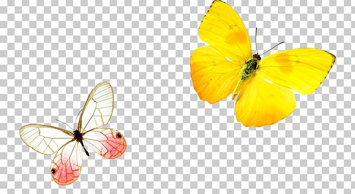 Monarch Butterfly Yellow PNG, Clipart, Animation, Blue Butterfly, Brush Footed Butterfly, Butterflies, Butterflies And Moths Free PNG Download