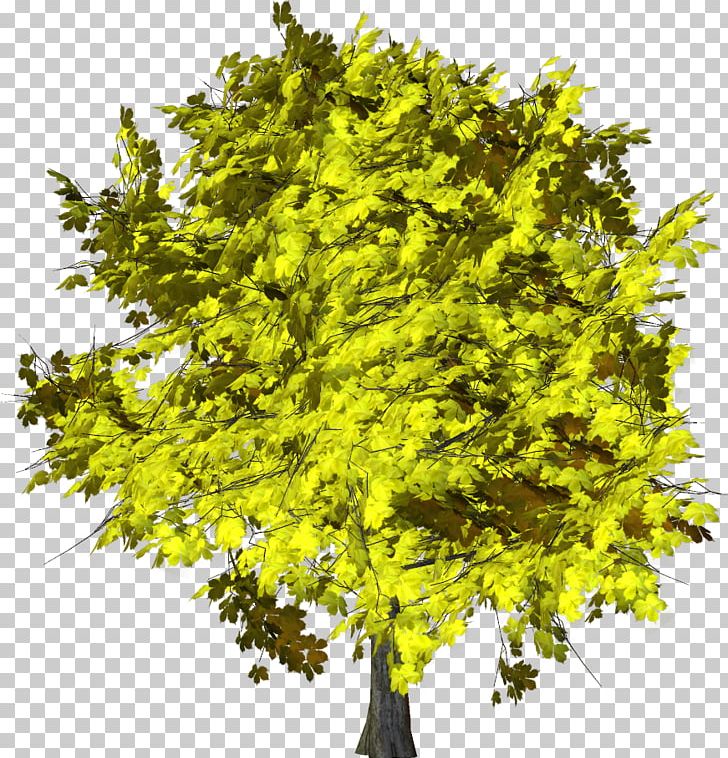 Branch Fruit Tree Shrub PNG, Clipart, Branch, Color, Flower, Fruit Tree, Ginkgo Biloba Free PNG Download