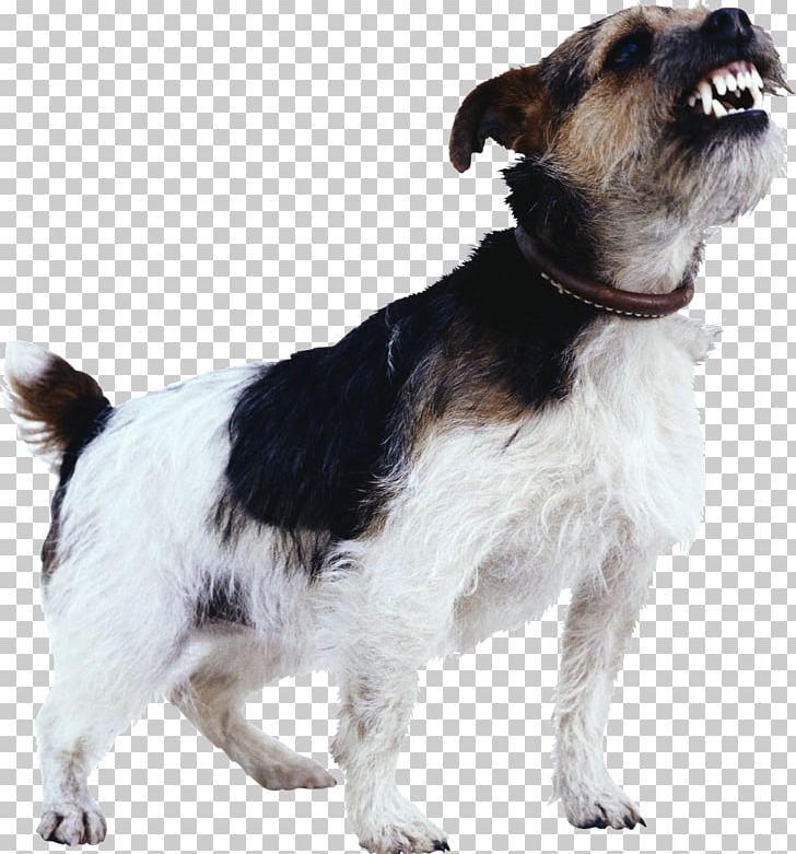 Dog Training Dog Aggression Dog Bite Detection Dog PNG, Clipart, Aggression, Animals, Bark, Biting, Canidae Free PNG Download