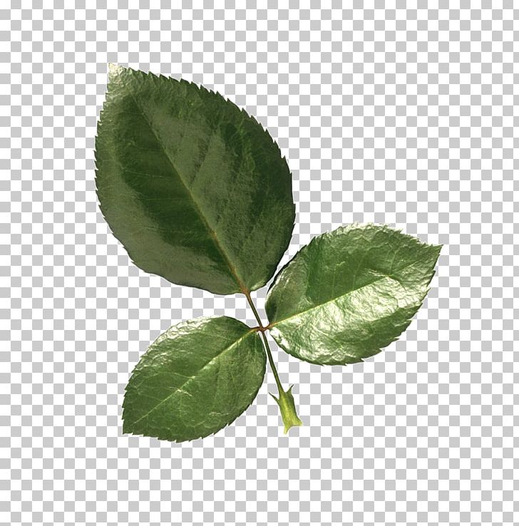 Rosa Chinensis Leaf Plant Color PNG, Clipart, Clip Art, Color, Garden Roses, Green, Leaf Free PNG Download