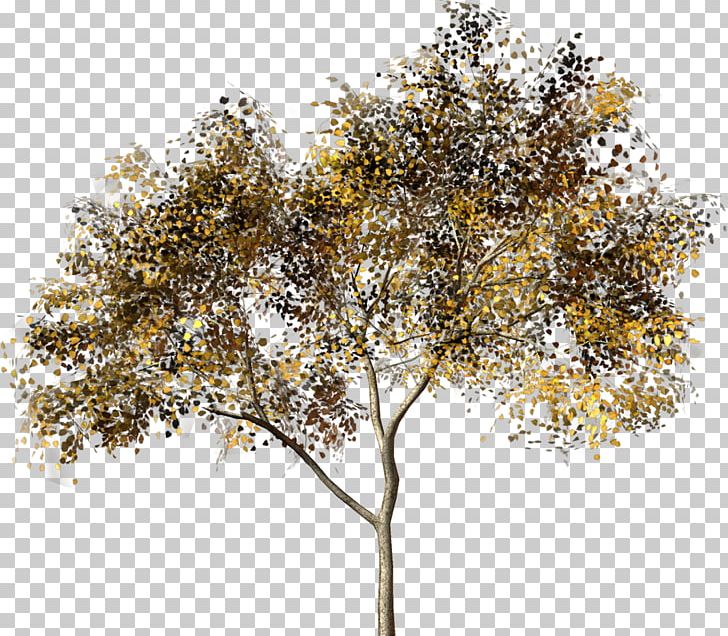 Tree Hero Plant PNG, Clipart, Branch, Forest, Hero, Material, Nature Free PNG Download