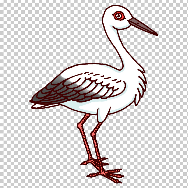 Birds White Stork Pelecaniformes Gull Crane PNG, Clipart, Beak, Birds, Ciconia, Crane, Gull Free PNG Download