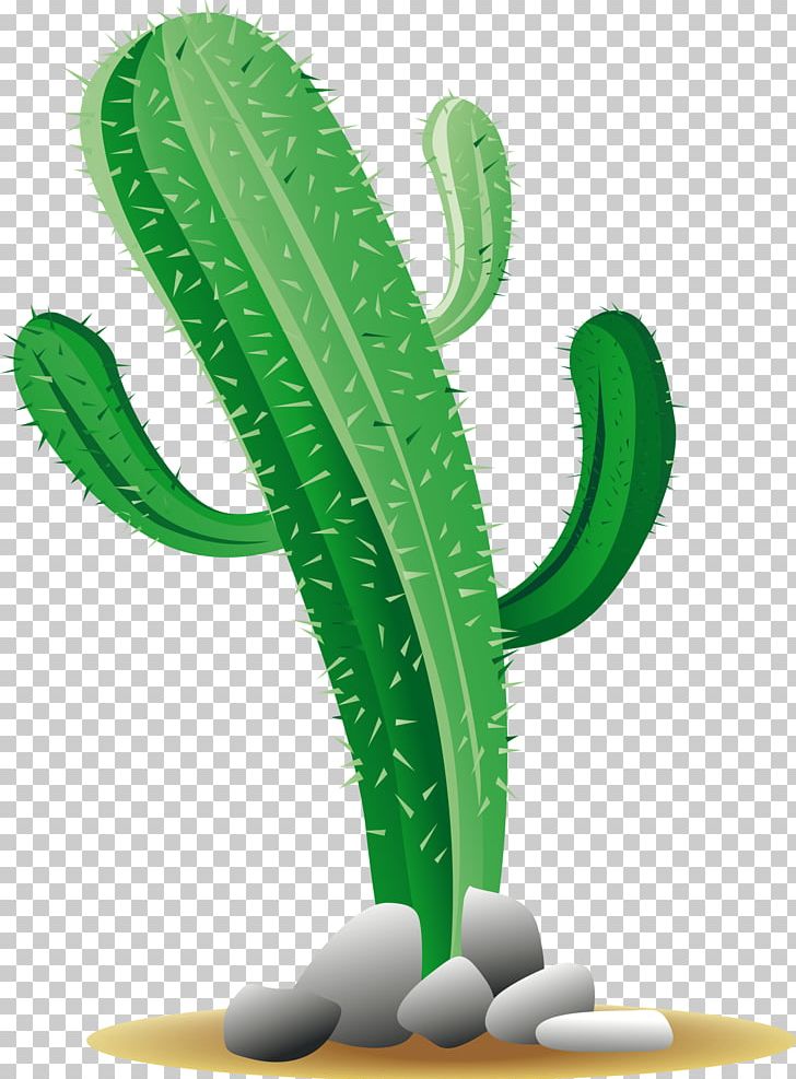 Cactaceae PNG, Clipart, Background Green, Cactus, Caricature, Cartoon, Caryophyllales Free PNG Download