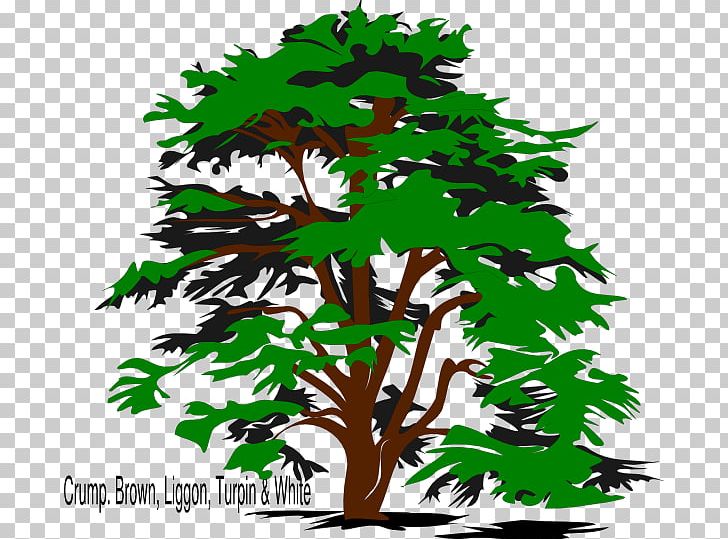 Cedrus Libani Tree Drawing PNG, Clipart, Branch, Cedar, Cedrus Libani, Clip Art, Drawing Free PNG Download
