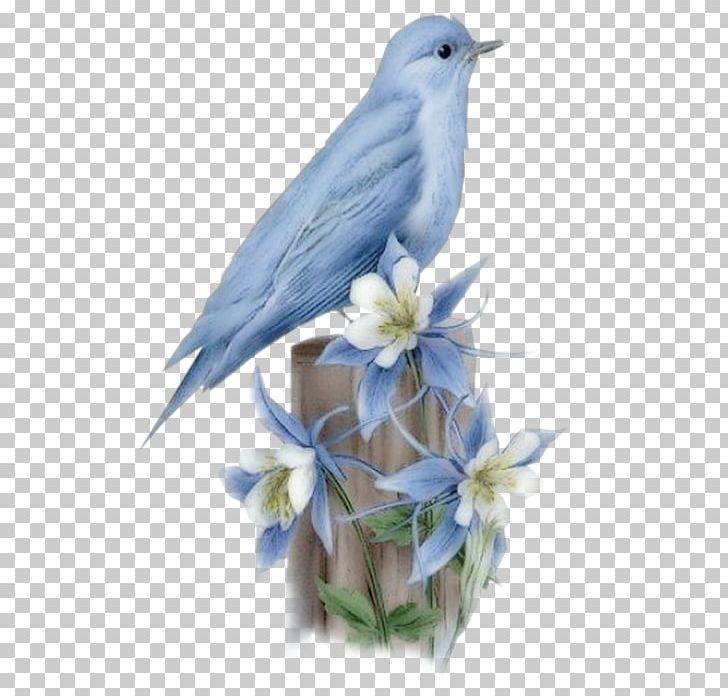 Hummingbird Bluebird Of Happiness Flying And Gliding Animals PNG, Clipart, African Fish Eagle, Animal, Animals, Beak, Bird Free PNG Download