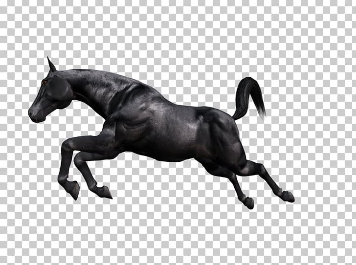 Mustang Stallion Rein Mare English Riding PNG, Clipart, Animal Figure, Black And White, Bridle, Caballo, English Riding Free PNG Download