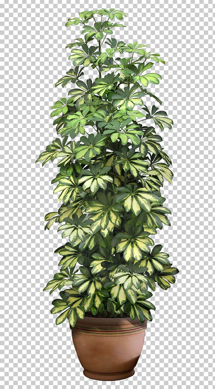 Plant Tree PNG, Clipart, Clip Art, Computer Icons, Evergreen, Flowerpot, Houseplant Free PNG Download