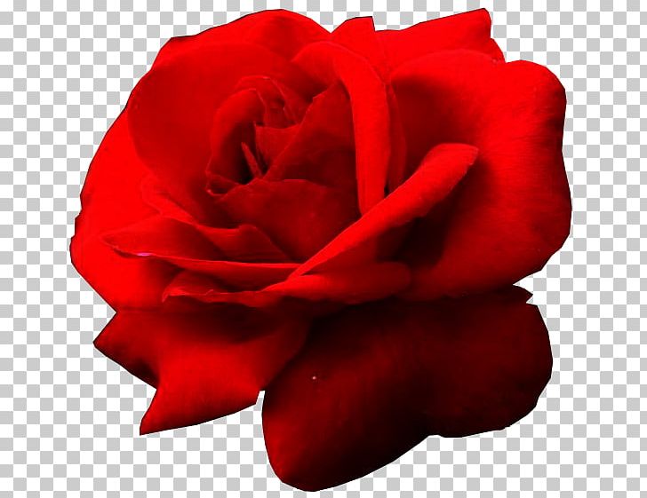 Rosa Gallica Rosa Chinensis Flower Red PNG, Clipart, China Rose, Closeup, Cut Flowers, Drawing, Floribunda Free PNG Download