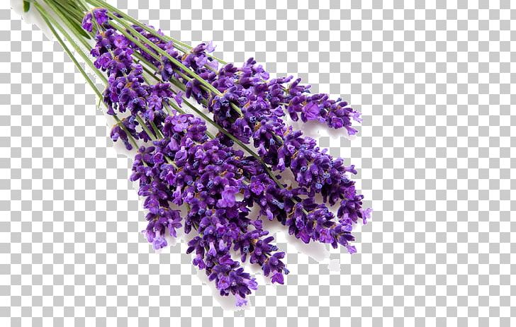 English Lavender Lavender Oil Perfume Odor PNG, Clipart, Aroma Compound, Carrot Seed Oil, Cut Flowers, Edible Flower, Essential Oil Free PNG Download