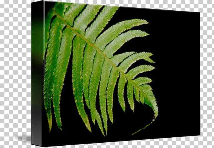 Ostrich Fern Leaf Terrestrial Plant PNG, Clipart, Fern, Fern Frame, Ferns And Horsetails, Leaf, Organism Free PNG Download