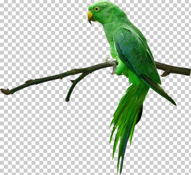Parrotlet Bird Green PNG, Clipart, 1080p, Animals, Background Green, Beak, Birds Free PNG Download