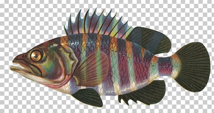 Whitefish Anchovy PNG, Clipart, Anchovy, Animals, Barramundi, Fauna, Fish Free PNG Download