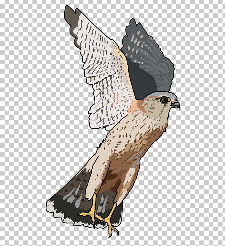 Bird Merlin Open Falcon PNG, Clipart, Accipitriformes, Animals, Bald Eagle, Beak, Bird Free PNG Download