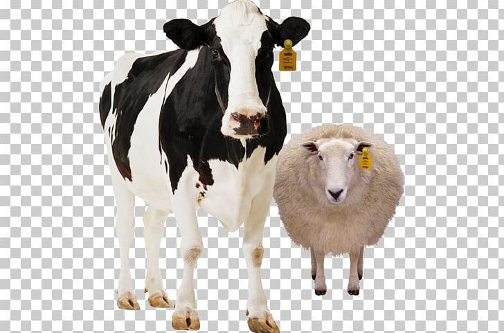 Holstein Friesian Cattle Dairy Cattle Milk PNG, Clipart, Calf, Cattle, Cattle Like Mammal, Clip Art, Cow Goat Family Free PNG Download