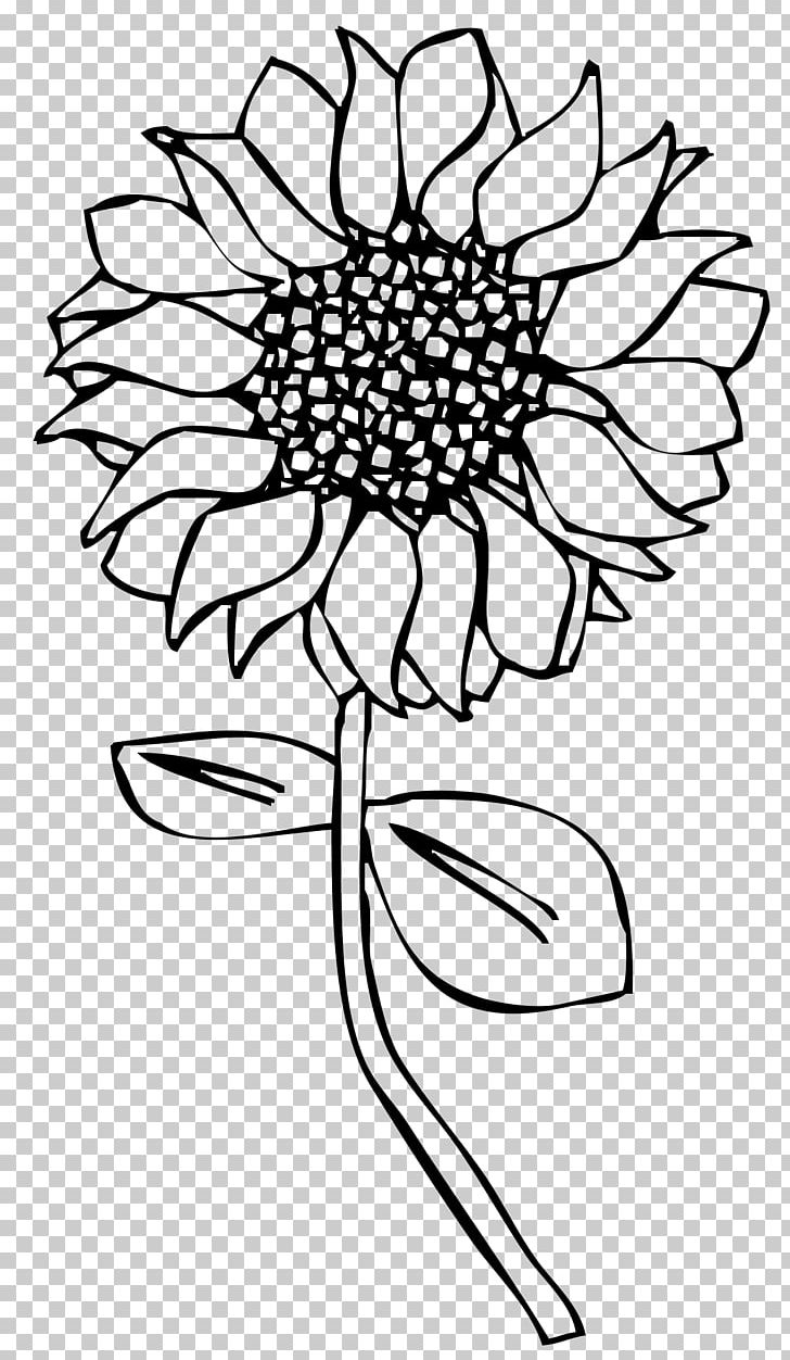 Line Art Drawing Common Sunflower PNG, Clipart, Art, Art Museum, Artwork, Black, Black And White Free PNG Download