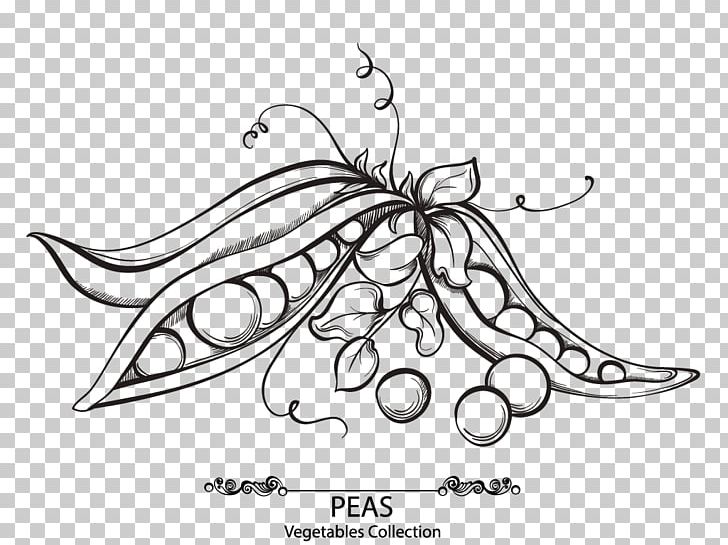 Snow Pea Drawing Euclidean Bean PNG, Clipart, Artwork, Black And White, Encapsulated Postscript, Food, Graphic Design Free PNG Download