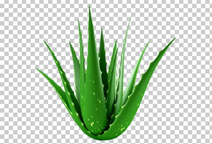 Aloe Vera Succulent Plant Houseplant Medicinal Plants PNG, Clipart, Aloe, Aloe Vera, Cactaceae, Flowering Plant, Gel Free PNG Download
