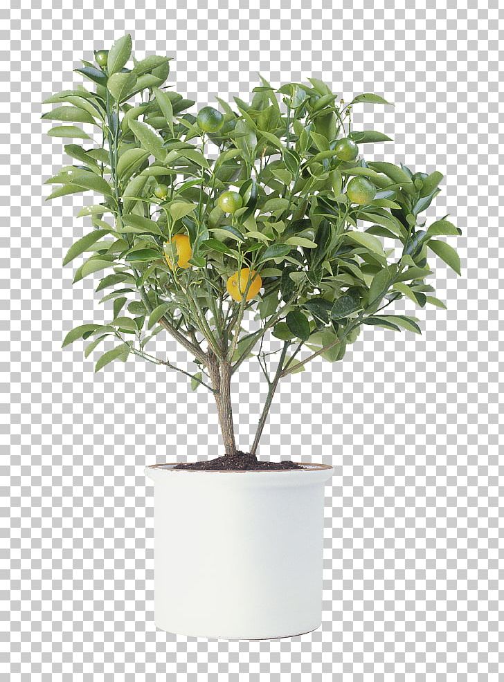 Citrus Xd7 Sinensis Tree Photography Houseplant PNG, Clipart, Arecaceae, Bonsai, Branch, Calamondin, Chamaedorea Elegans Free PNG Download