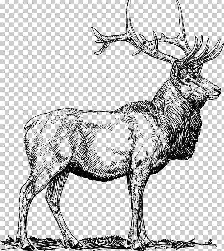 Elk Deer PNG, Clipart, Animals, Antelope, Antler, Art, Black And White Free PNG Download