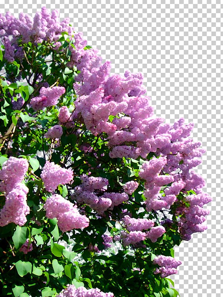 Lilac PNG, Clipart, Annual Plant, Cicek Resimleri, Clip Art, Document, Flower Free PNG Download