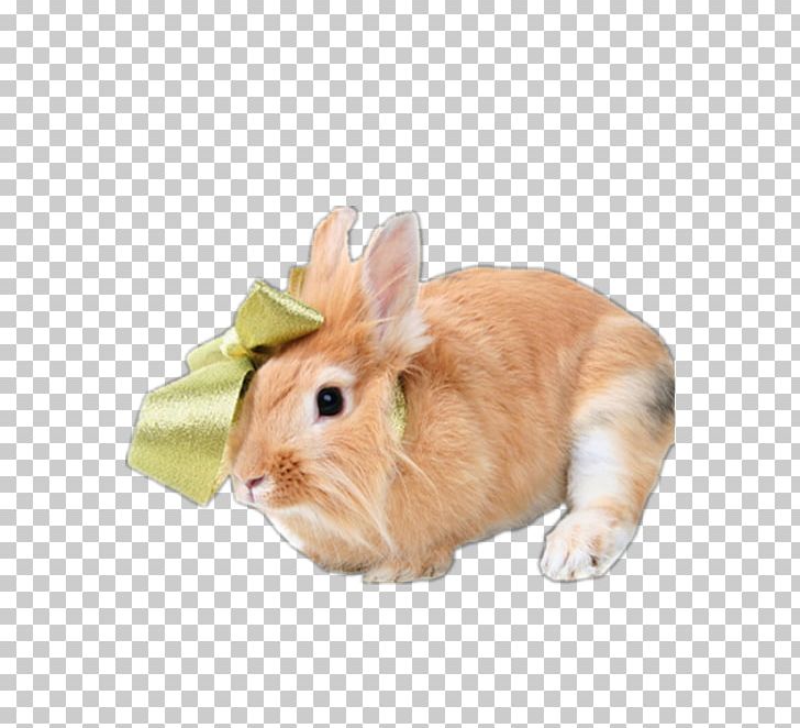 Netherland Dwarf Rabbit Holland Lop Dutch Rabbit PNG, Clipart, Animal, Animals, Bunnies, Bunny, Cute Free PNG Download