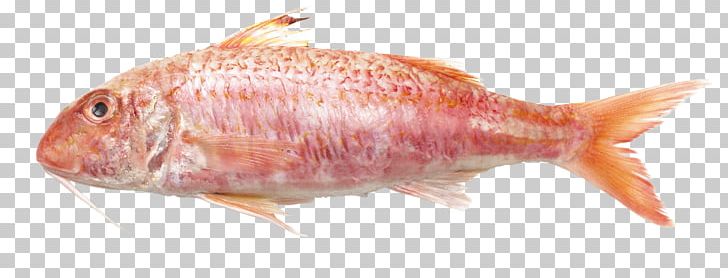 Northern Red Snapper Mullus Surmuletus Mullus Barbatus Fish Teleost PNG, Clipart, Angler, Animals, Animal Source Foods, Bony Fish, Fauna Free PNG Download