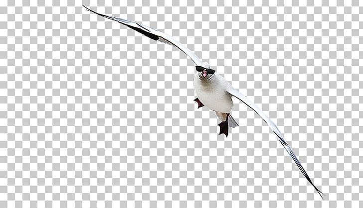 Snow Goose Hunting Decoy White Rock PNG, Clipart, Animals, Beak, Bird, Canada, Canada Goose Free PNG Download