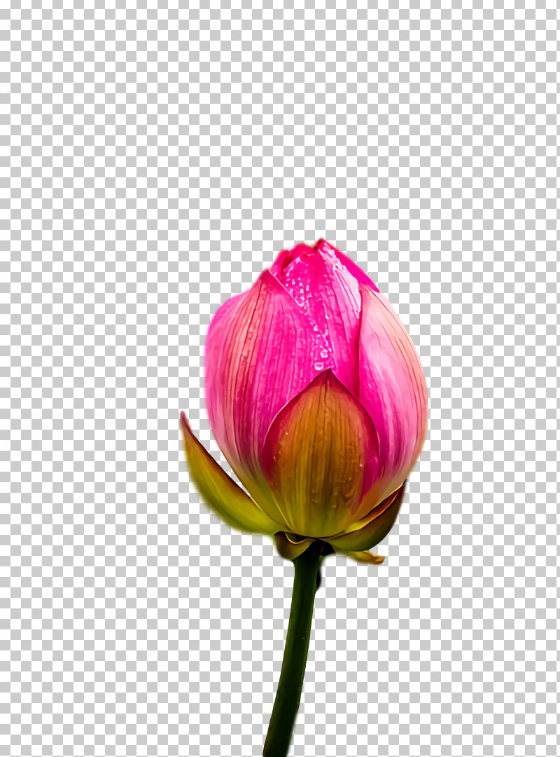 Tulip Plant Stem Cut Flowers Petal Bud PNG, Clipart, Biology, Bud, Cut Flowers, Flower, Magenta Telekom Free PNG Download